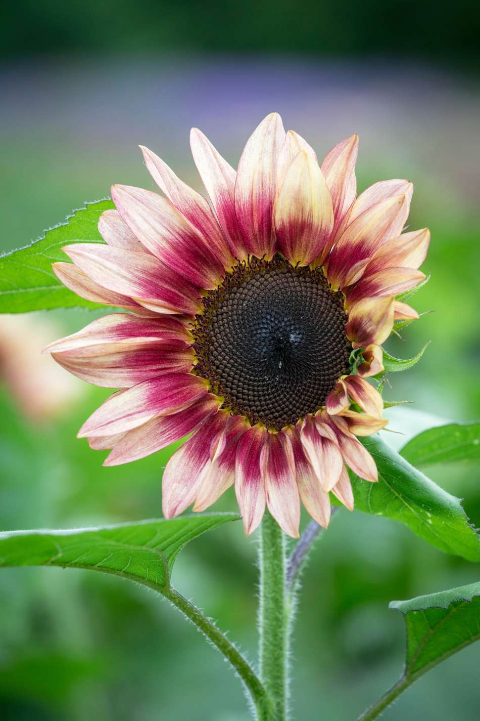 Solros 'ProCut Plum F1' (frö)